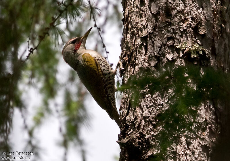 Japanese Green Woodpecker