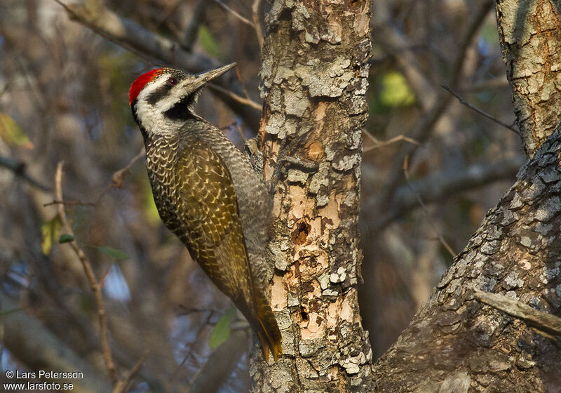 Bearded Woodpecker