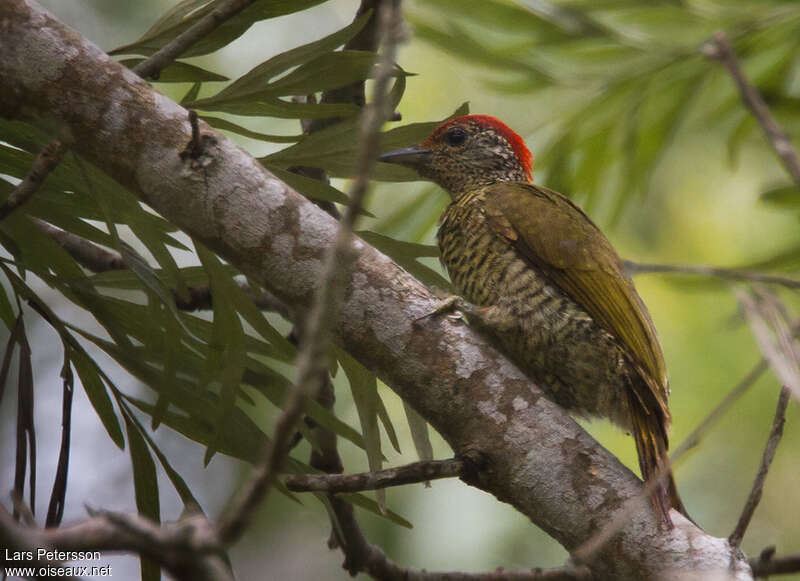 Pic barréadulte, identification