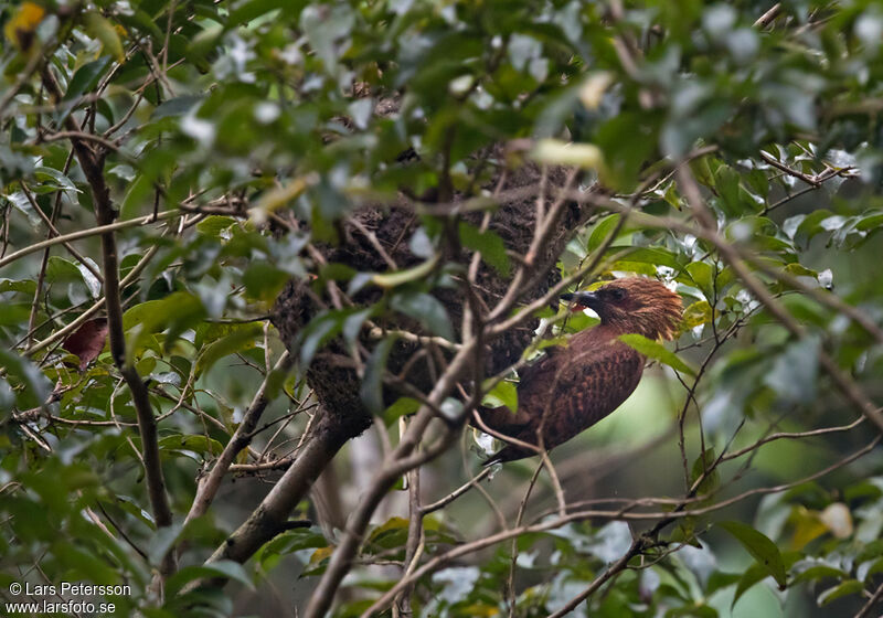 Rufous Woodpecker