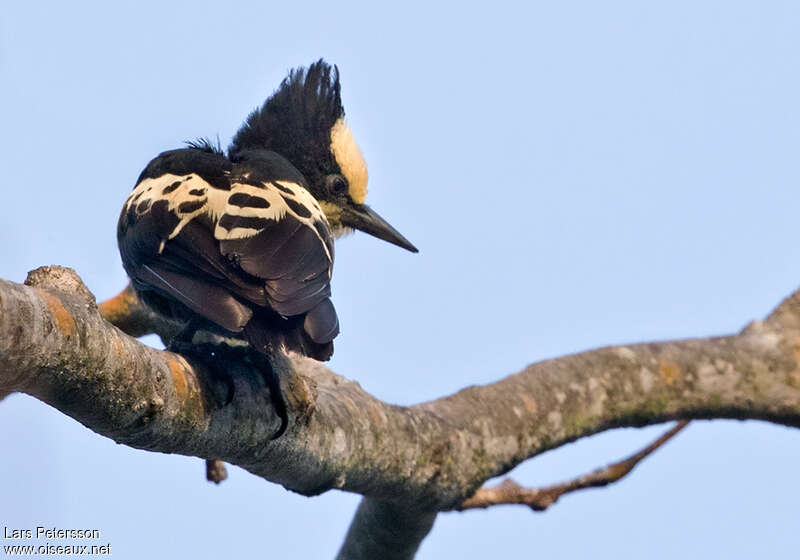 Heart-spotted Woodpecker female adult