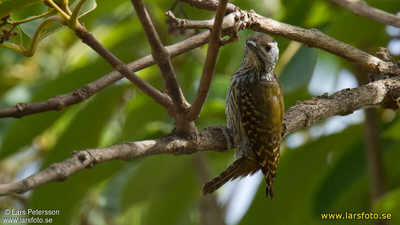 Cardinal Woodpecker