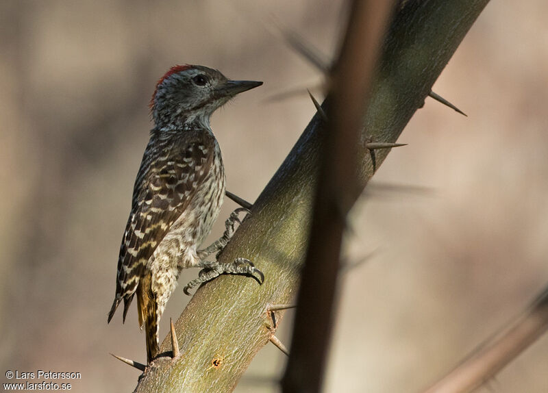 Cardinal Woodpecker