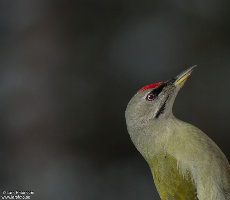 Grey-headed Woodpecker