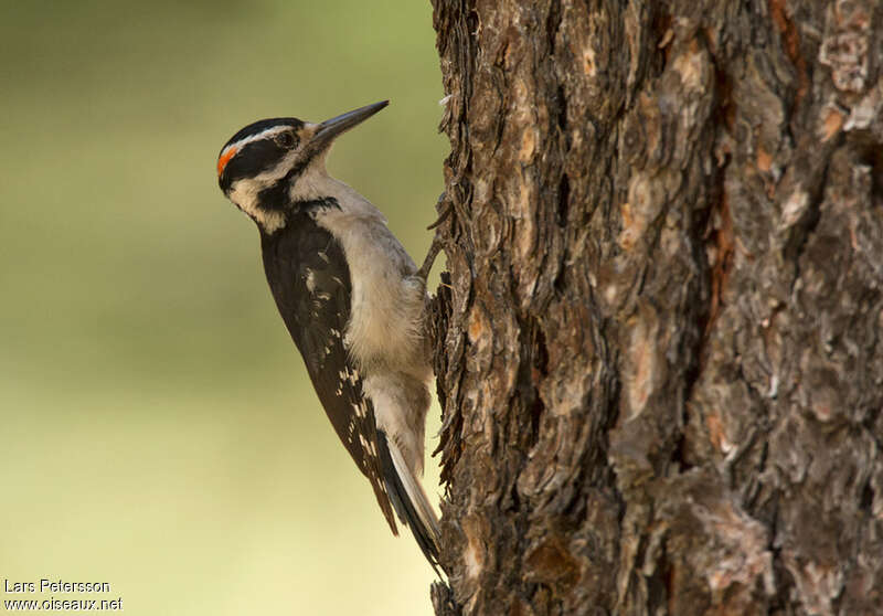 Hairy Woodpecker male adult, identification