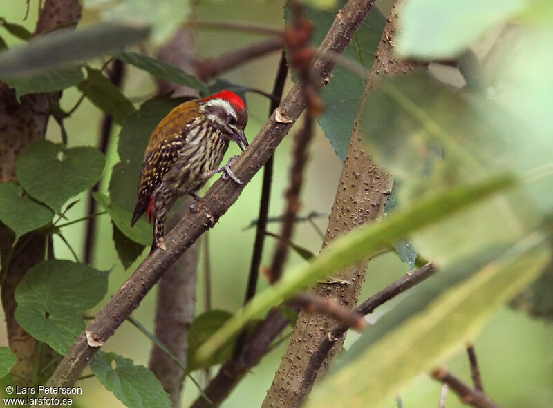 Abyssinian Woodpecker