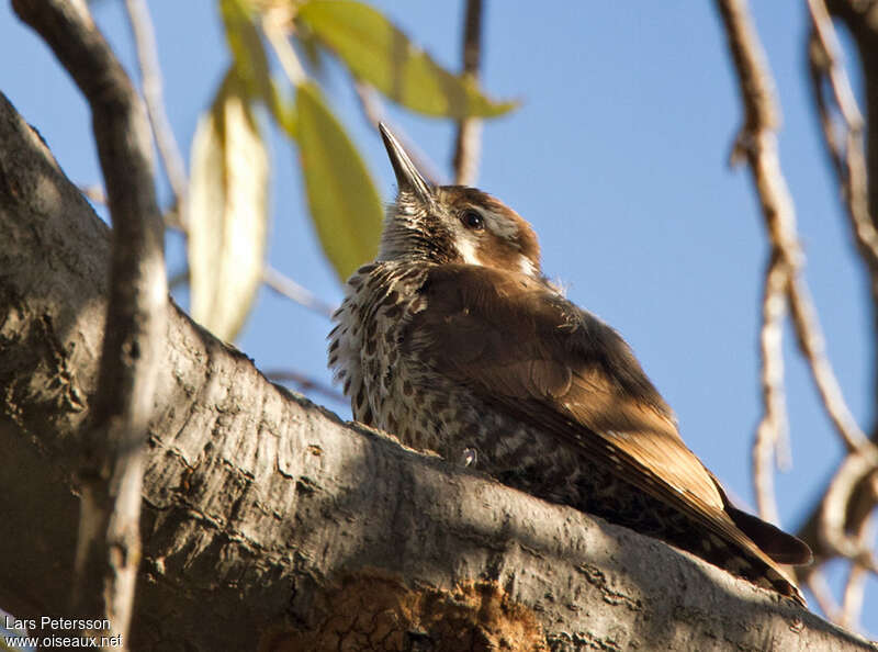 Pic d'Arizona femelle, identification