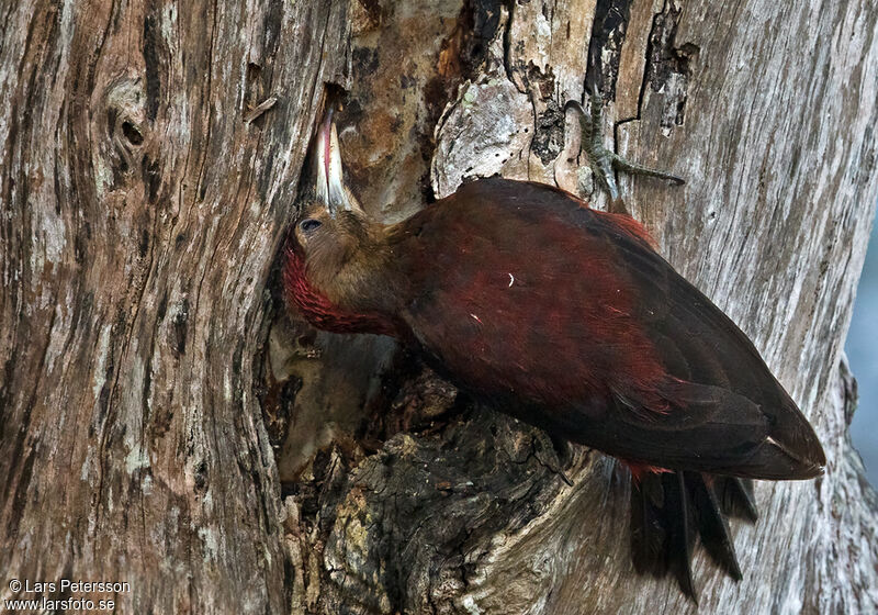 Okinawa Woodpecker