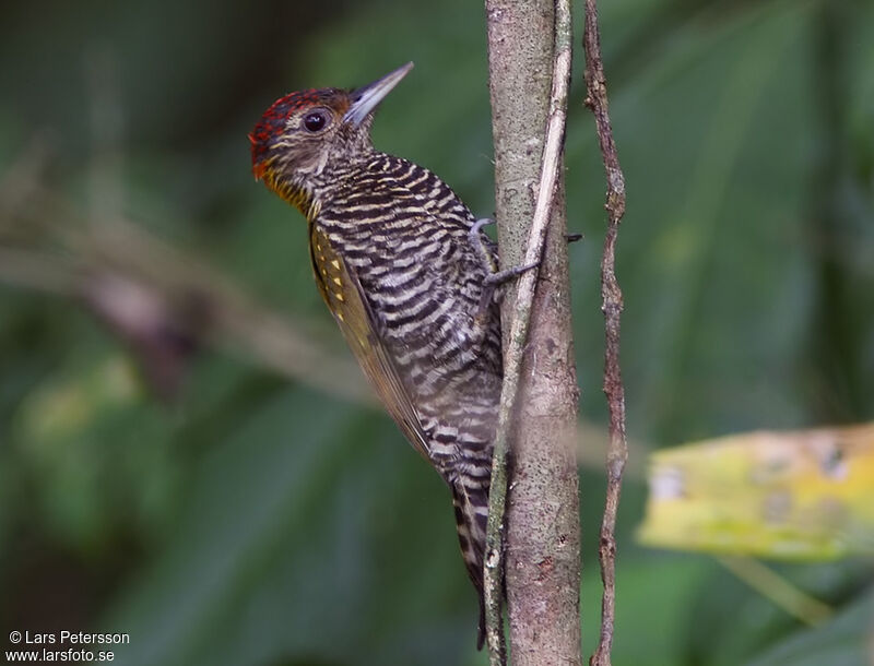 Golden-collared Woodpecker