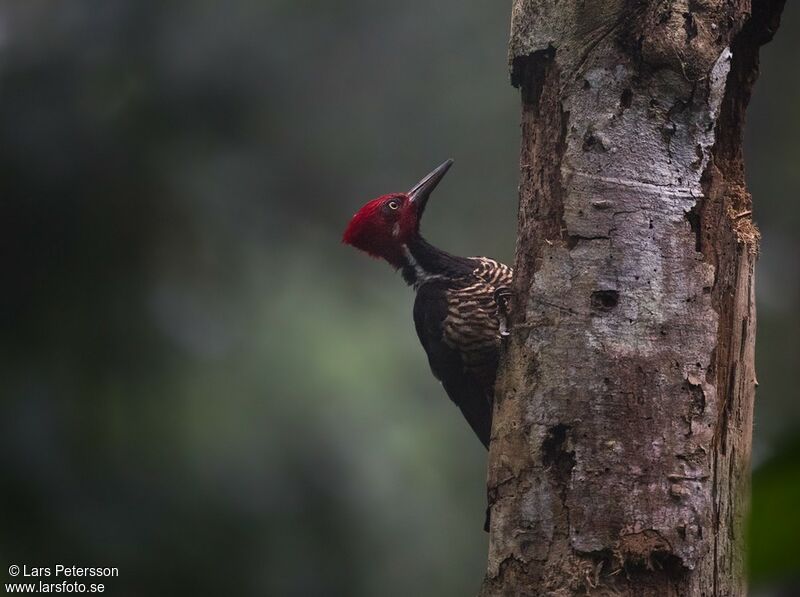 Guayaquil Woodpecker