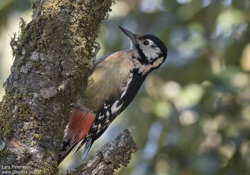 Pic de l'Himalaya femelle, identification