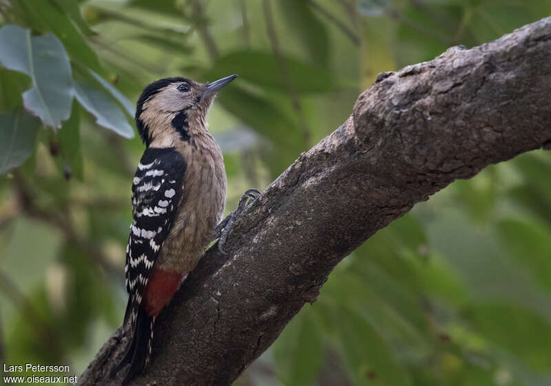 Pic de Macé femelle, identification