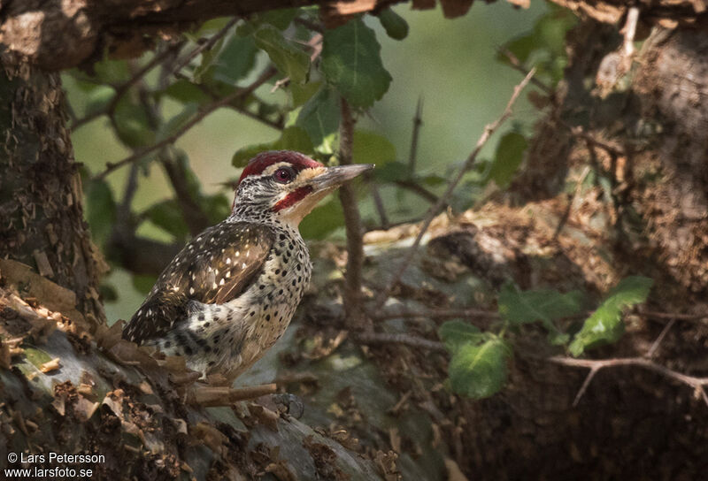 Nubian Woodpecker