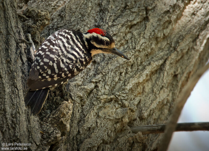 Nuttall's Woodpecker