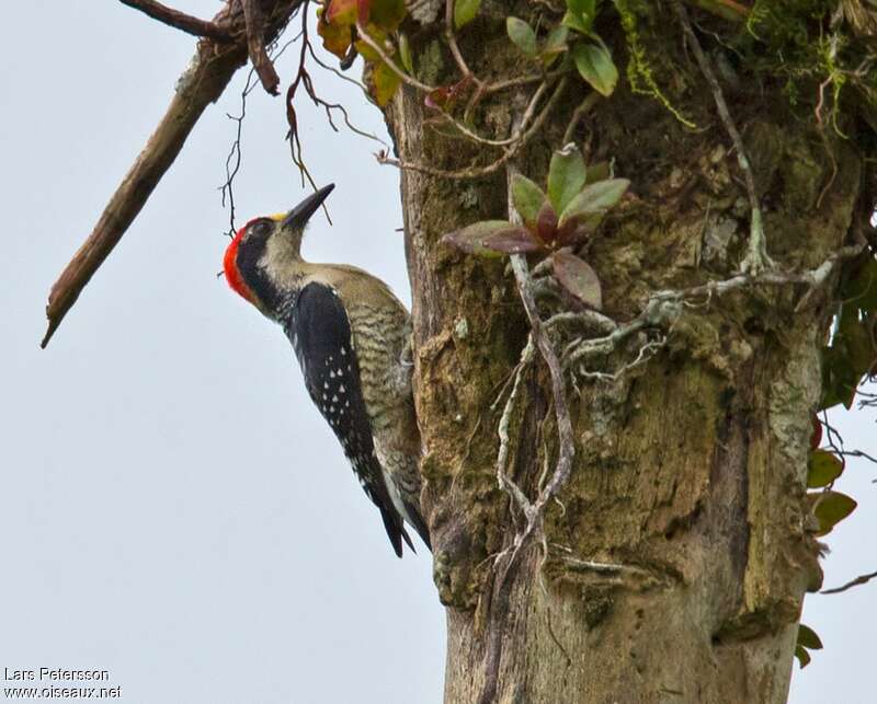 Pic de Pucheran mâle, habitat