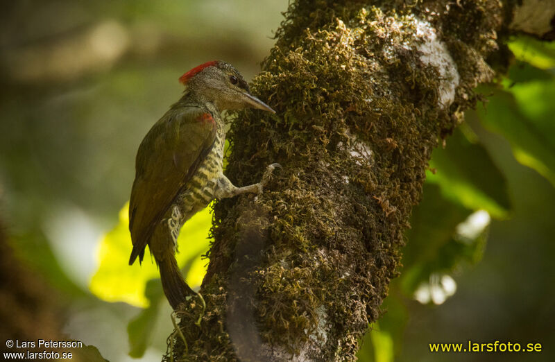 Tullberg's Woodpecker