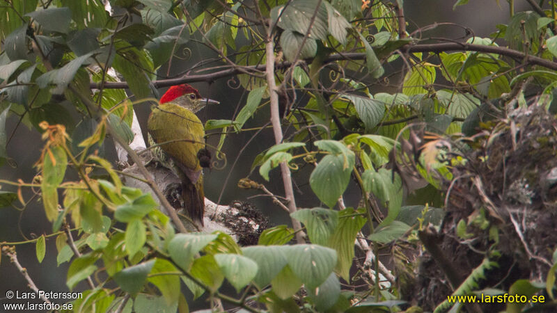 Tullberg's Woodpecker