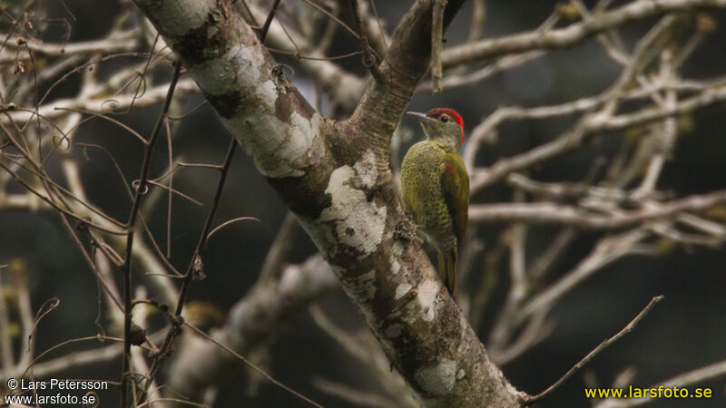 Tullberg's Woodpecker