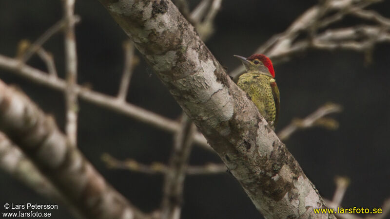 Tullberg's Woodpecker