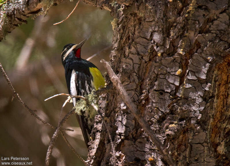 Pic de Williamson mâle adulte nuptial, identification