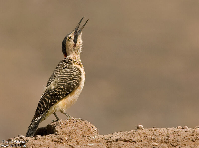 Andean Flicker