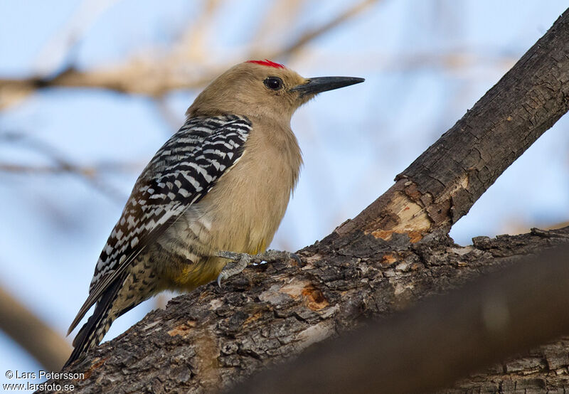 Gila Woodpecker