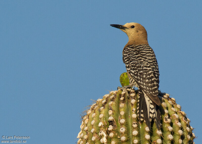 Pic des saguaros