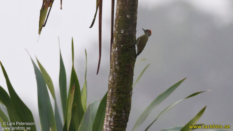 Pic du Gabon