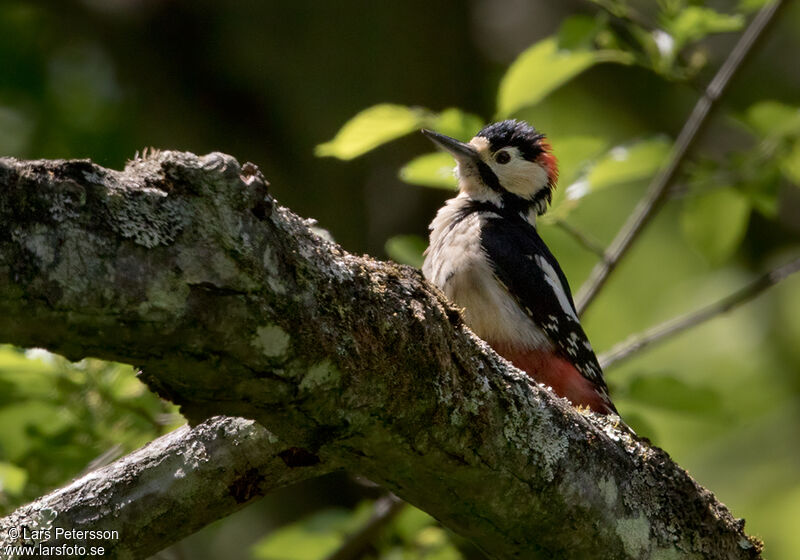 Great Spotted Woodpecker