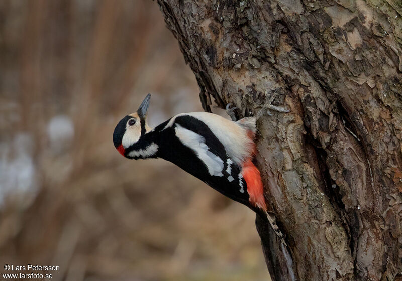 Great Spotted Woodpecker