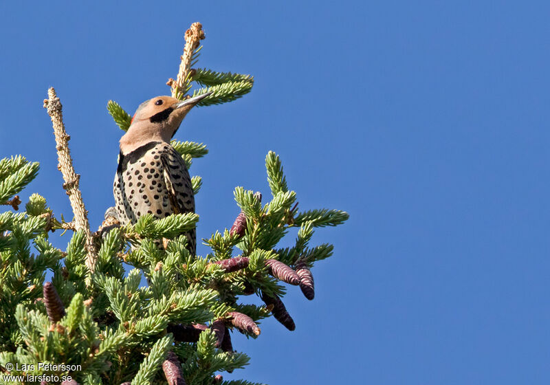 Northern Flicker