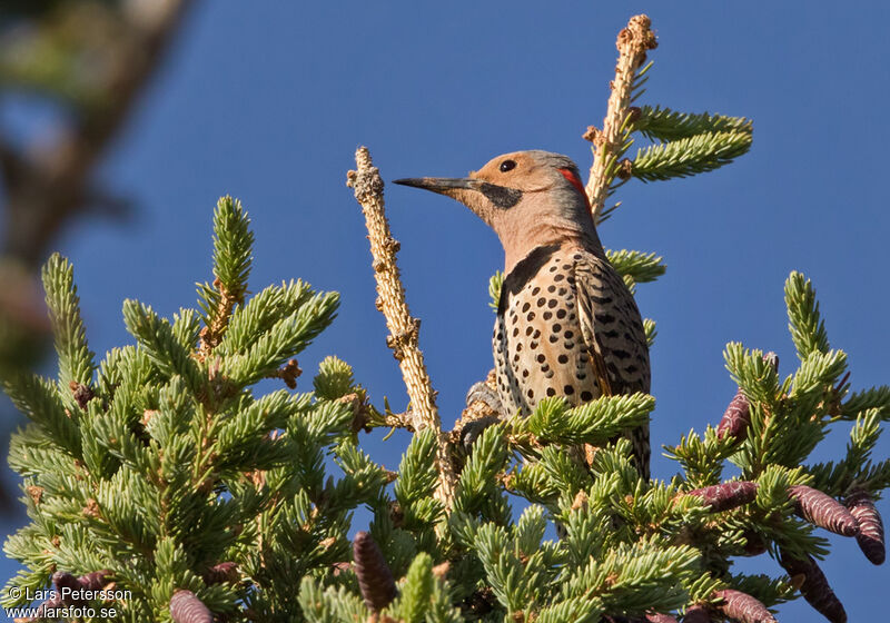 Northern Flicker