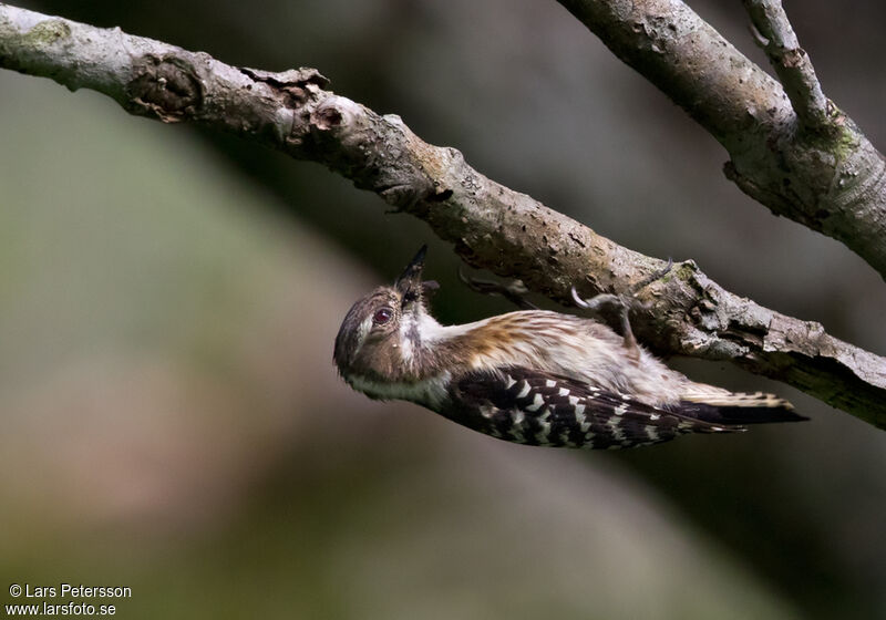 Japanese Pygmy Woodpecker