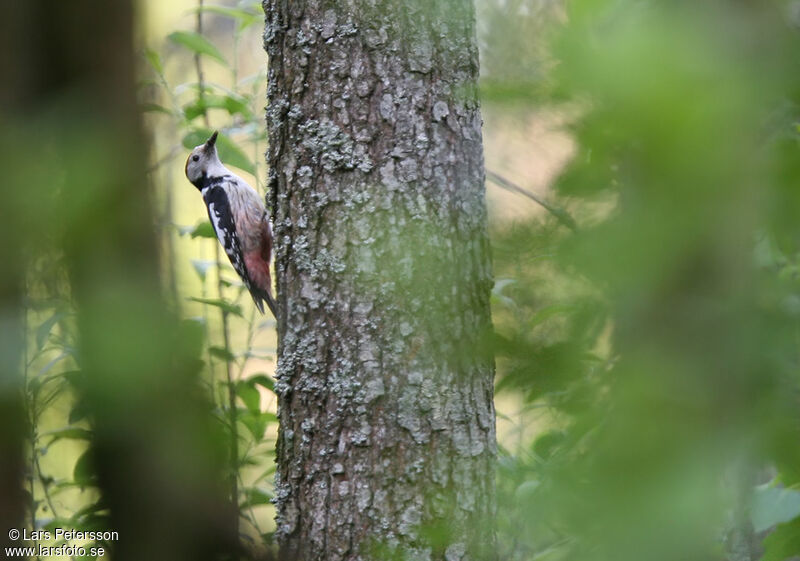 Middle Spotted Woodpecker