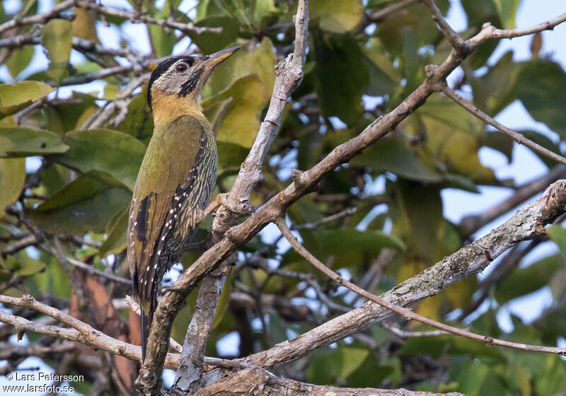 Laced Woodpecker