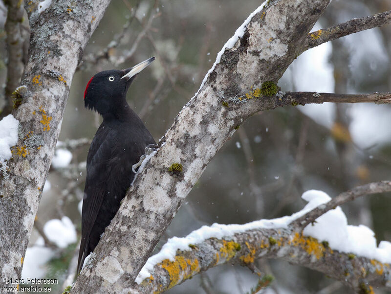 Black Woodpecker