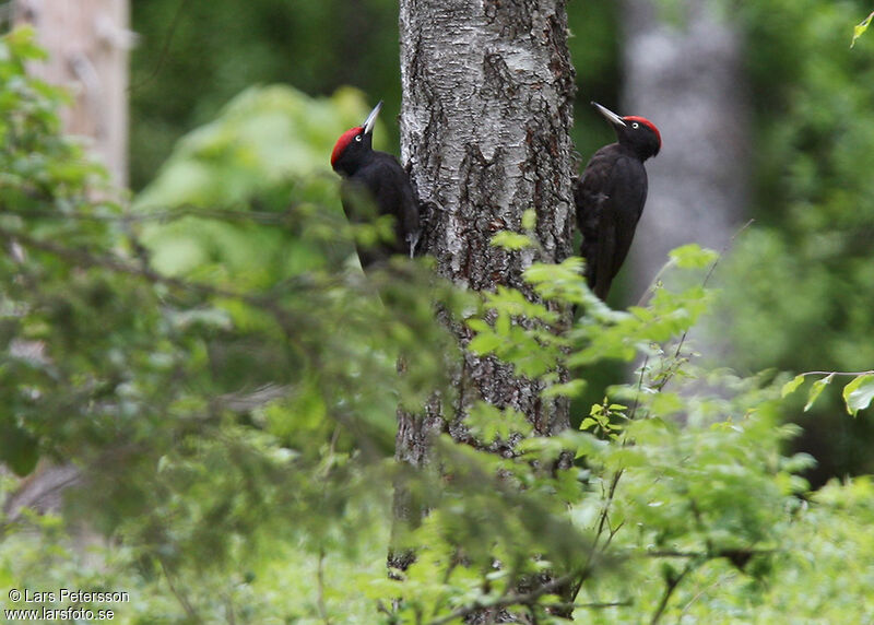 Black Woodpecker