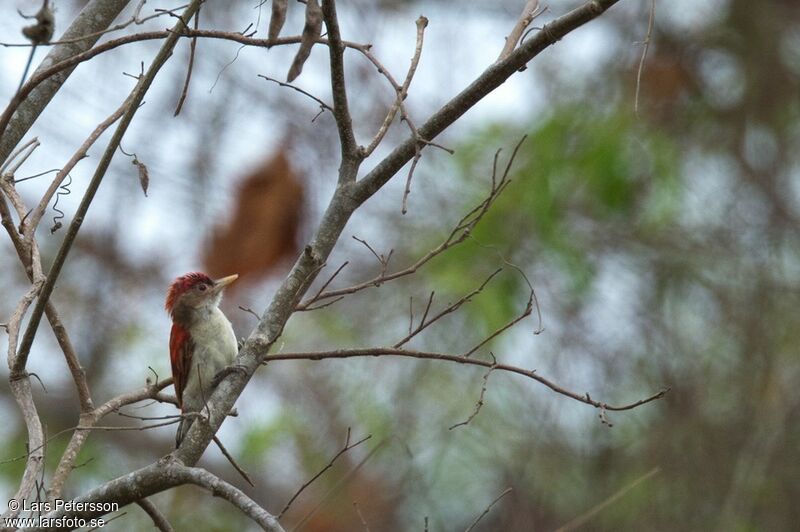 Scarlet-backed Woodpecker