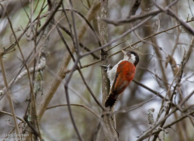 Scarlet-backed Woodpecker