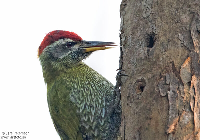 Streak-throated Woodpecker