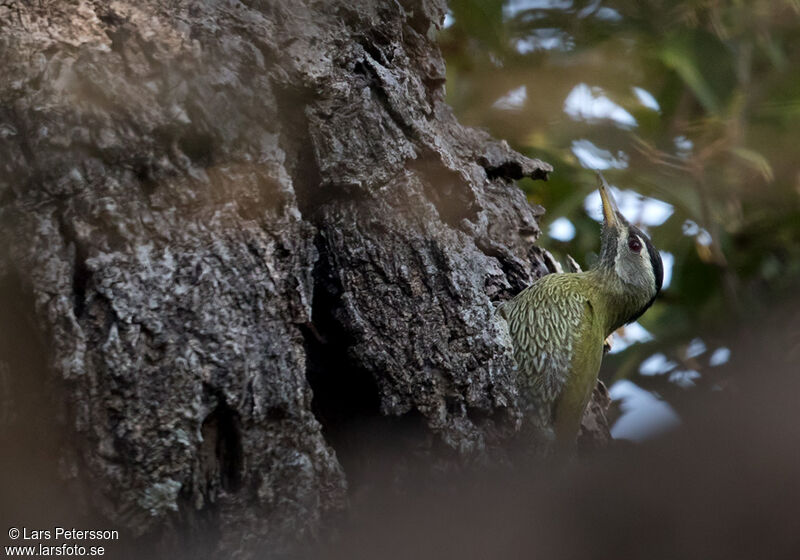 Streak-throated Woodpecker