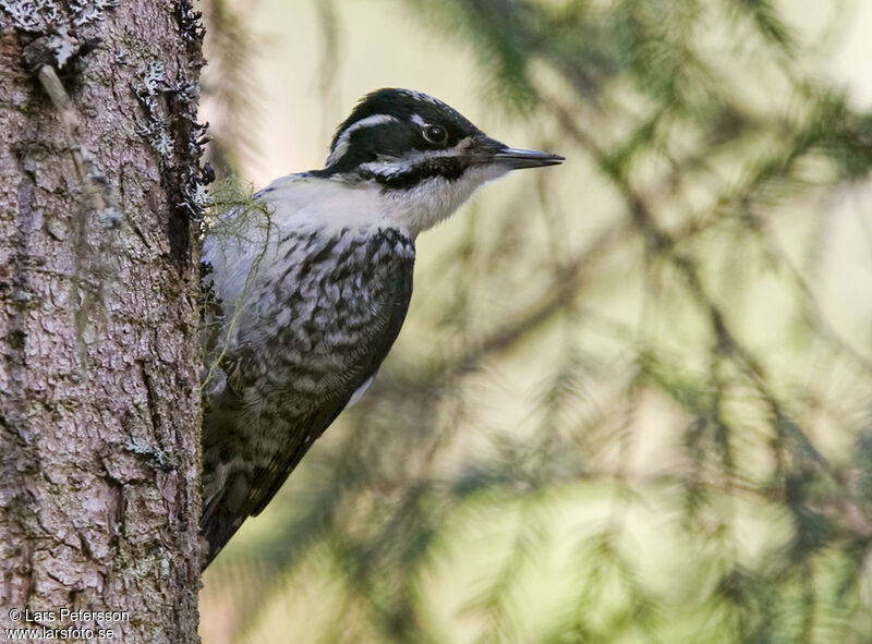 Eurasian Three-toed Woodpecker