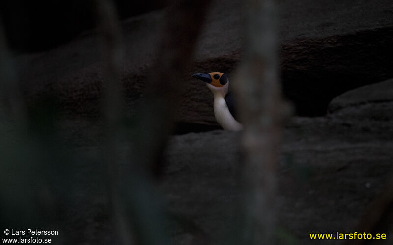 White-necked Rockfowl