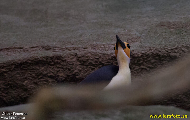 White-necked Rockfowl