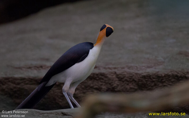 White-necked Rockfowl