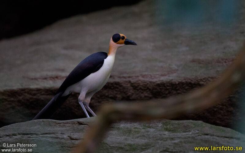 White-necked Rockfowl