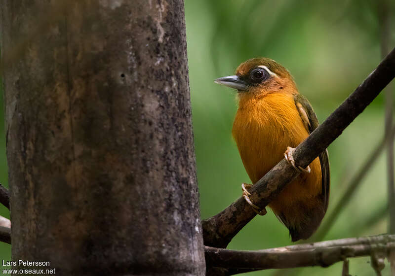 White-browed Piculetadult, habitat