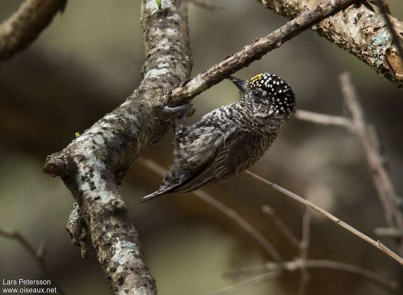 Picumne de Sclater mâle adulte, identification