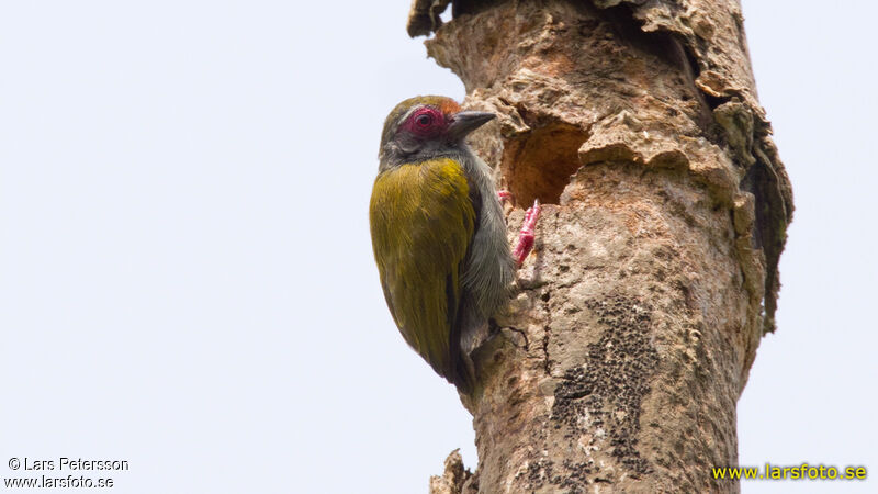 African Piculet