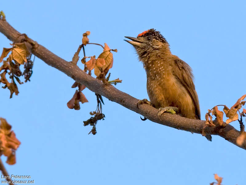 Spotted Piculet male adult, close-up portrait